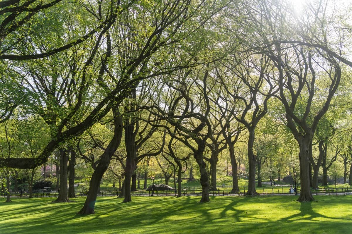 Central Park Spring Wallpaper